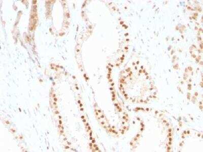 Immunohistochemistry-Paraffin: p27/Kip1 Antibody (SX53G8) [NBP2-32889]