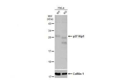 Western Blot: p27/Kip1 Antibody [NBP1-32213]