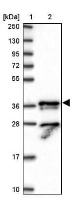 Western Blot: p33MONOX Antibody [NBP2-48891]