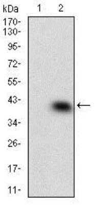 Western Blot: p38 alpha Antibody (10B11C8)BSA Free [NBP2-37312]