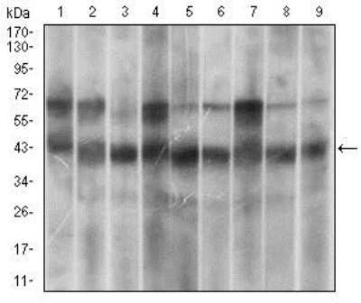 Western Blot: p38 alpha Antibody (10B11C8)BSA Free [NBP2-37312]