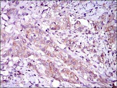 Immunohistochemistry-Paraffin: p38 alpha Antibody (8G4D11) - BSA Free [NBP2-37378]
