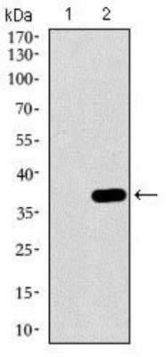 Western Blot: p38 alpha Antibody (8G4D11)BSA Free [NBP2-37378]