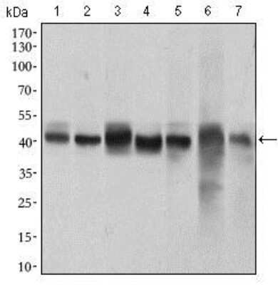 Western Blot: p38 alpha Antibody (8G4D11)BSA Free [NBP2-37378]