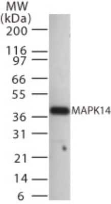 Western Blot: p38 alpha Antibody [NB100-56665]