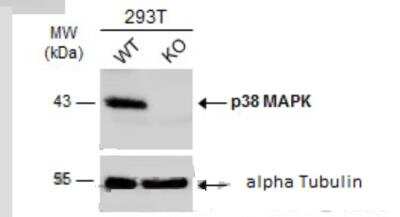 Knockout Validated: p38 alpha Antibody [NBP2-19662]