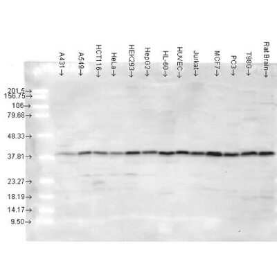 Western Blot: p38 alpha Antibody [NB110-96907]