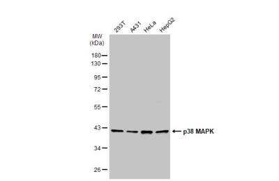 Western Blot: p38 alpha Antibody [NBP2-19662]
