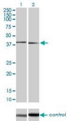 Western Blot: p38 beta/MAPK11 Antibody (1F9) [H00005600-M03]