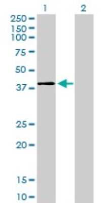 Western Blot: p38 beta/MAPK11 Antibody (1F9) [H00005600-M03]