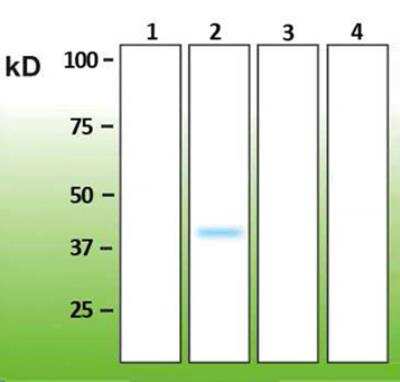 Western Blot: p38 beta/MAPK11 Antibody (E13-Q) [NBP3-08206]