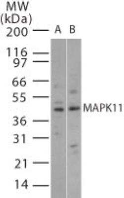 Western Blot: p38 beta/MAPK11 Antibody [NB100-56446]