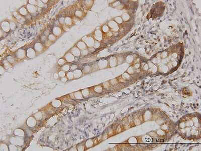 Immunohistochemistry-Paraffin: p38 delta/SAPK4 Antibody (1E11) [H00005603-M03]