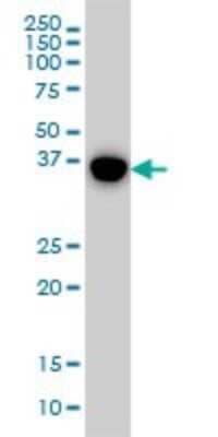 Western Blot: p38 delta/SAPK4 Antibody (1E11) [H00005603-M03]