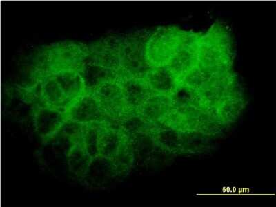 Immunocytochemistry/ Immunofluorescence: p38 delta/SAPK4 Antibody (2B2) [H00005603-M05]