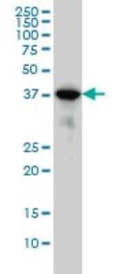 Western Blot: p38 delta/SAPK4 Antibody (2B2) [H00005603-M05]