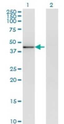 Western Blot: p38 delta/SAPK4 Antibody (2B6) [H00005603-M09]