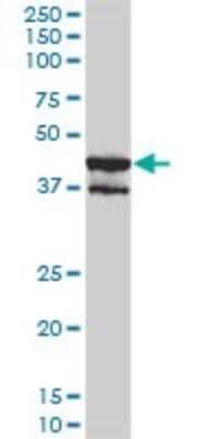 Western Blot: p38 delta/SAPK4 Antibody (2C10-1C7) [H00005603-M01]