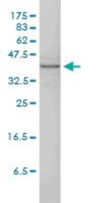 Western Blot: p38 delta/SAPK4 Antibody (2C10-1C7) [H00005603-M01]