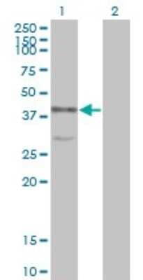 Western Blot: p38 delta/SAPK4 Antibody (2C10-1C7) [H00005603-M01]