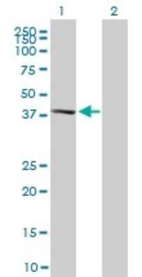 Western Blot: p38 delta/SAPK4 Antibody (2D8) [H00005603-M02]