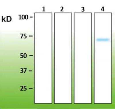 Western Blot: p38 delta/SAPK4 Antibody (I14-L) [NBP3-08208]