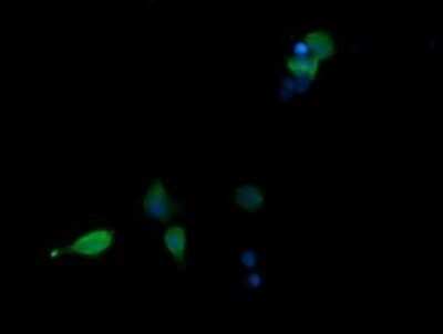 Immunofluorescence: p38 delta/SAPK4 Antibody (OTI12B2) [NBP2-45742]