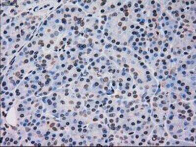 Immunohistochemistry-Paraffin: p38 gamma/SAPK3 Antibody (OTI10E1) [NBP1-47852]