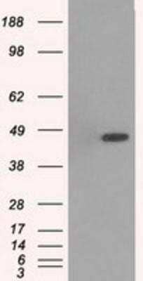 Western Blot: p38 gamma/SAPK3 Antibody (OTI10E1) [NBP1-47852]