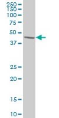 Western Blot: p38 gamma/SAPK3 Antibody (1B3) [H00006300-M05]