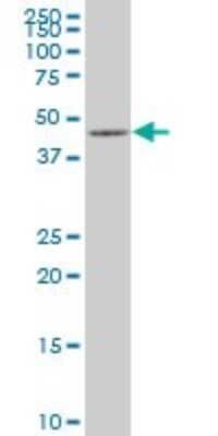 Western Blot: p38 gamma/SAPK3 Antibody (1G3) [H00006300-M06]