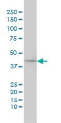 Western Blot: p38 gamma/SAPK3 Antibody (2C1) [H00006300-M04]