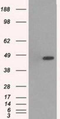 Western Blot: p38 gamma/SAPK3 Antibody (OTI10E1)Azide and BSA Free [NBP2-73189]