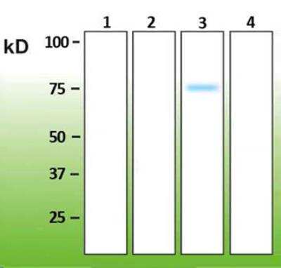 Western Blot: p38 gamma/SAPK3 Antibody (R13-L) [NBP3-08207]