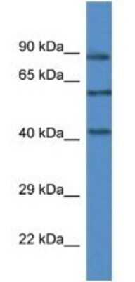 Western Blot: p38 gamma/SAPK3 Antibody [NBP1-91479]