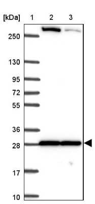 Western Blot: p38 gamma/SAPK3 Antibody [NBP2-38729]