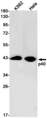 Western Blot: p40 Antibody (S06-8K2) [NBP3-15071]