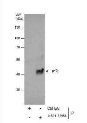 Immunoprecipitation: p40 Antibody [NBP1-32956]