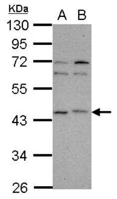 Western Blot: p40 Antibody [NBP2-20047]