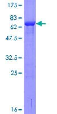 SDS-PAGE: Recombinant Human p40 GST (N-Term) Protein [H00010244-P01]