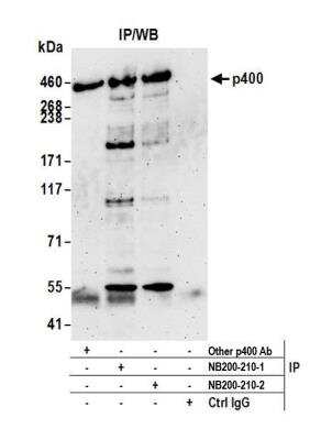 Immunoprecipitation: p400 Antibody [NB200-210]