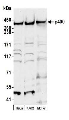 Western Blot: p400 Antibody [NB200-210]