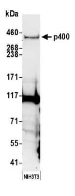 Western Blot: p400 Antibody [NB200-210]