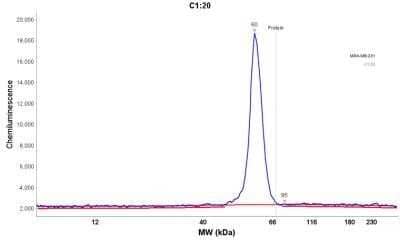 Simple Western: p53 Antibody (BP53-12)Azide and BSA Free [NBP2-33074]