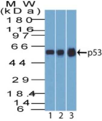 Western Blot: p53 Antibody (BP53-12)Azide and BSA Free [NBP2-33074]