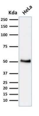 Western Blot: p53 Antibody (BP53-12)Azide and BSA Free [NBP2-33074]