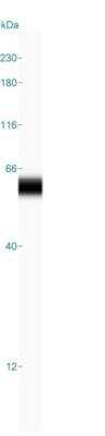 Simple Western: p53 Antibody (BP53-12) [NBP2-29453]