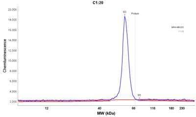 Simple Western: p53 Antibody (BP53-12) [NBP2-29453]