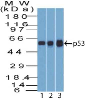 Western Blot: p53 Antibody (BP53-12) [NBP2-29453]