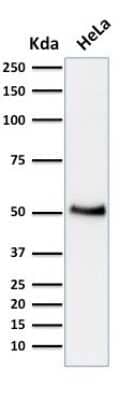 Western Blot: p53 Antibody (BP53-12) [NBP2-29453]